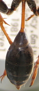 Isodontia exornata - abdomen