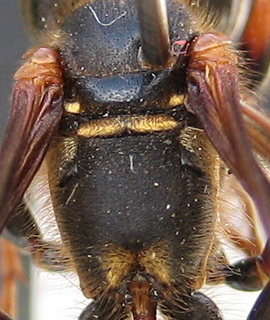 Isodontia exornata - thorax