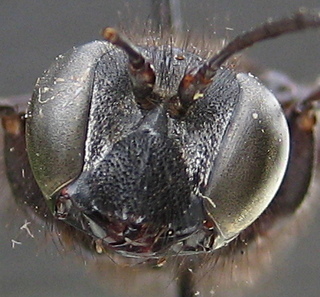 Isodontia philadelphica - face