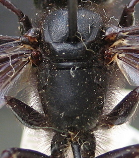 Isodontia philadelphica - thorax