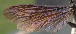 Isodontia philadelphica - wing