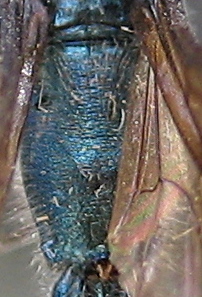 Chalybion zimmermanni - thorax