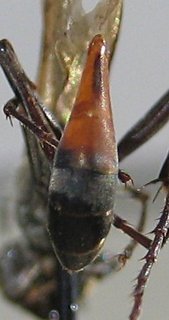 Ammophila azteca, abdomen
