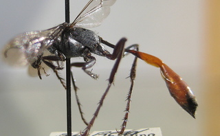 Ammophila azteca, side