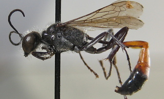 Ammophila azteca, thorax side