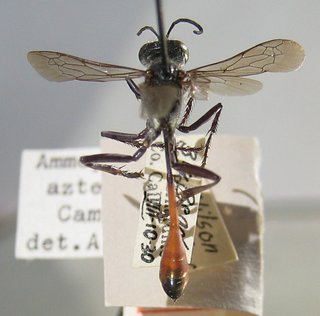Ammophila azteca, top