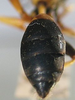 Sceliphron caementarium, abdomen