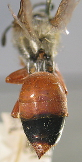 Sphex dorsalis, abdomen