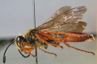 Sphex jamaicensis, side