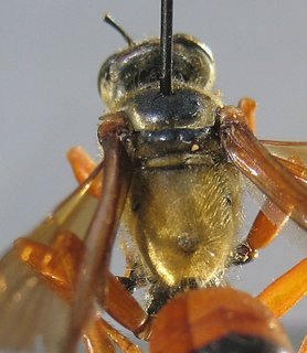 Sphex jamaicensis, thorax