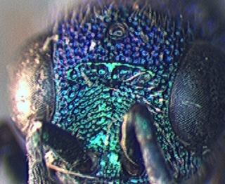 Chrysis pellucidula, face