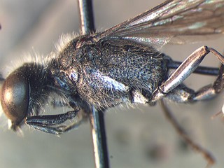 Ammophila azteca, thorax, side