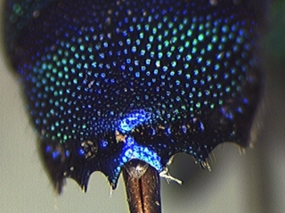 Chrysis smaragdula, tail