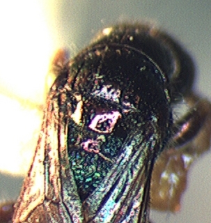 Cleptes speciosus, female, thorax