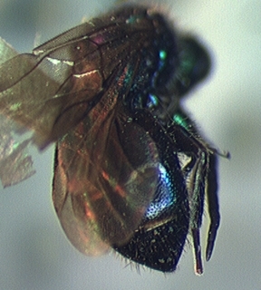 Cleptes speciosus, male, abdomen