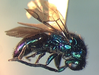 Cleptes speciosus, male, side