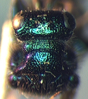 Cleptes speciosus, male, thorax