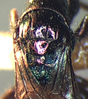 Cleptes speciosus, thorax