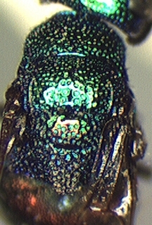 Elampus nitidus, thorax