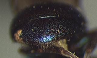 Hedychridium caeruleum, tail