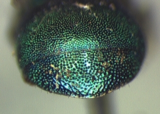 Hedychridium dimidiatum, tail