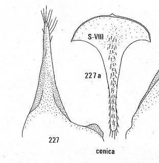 Chrysis conica, male genitalia