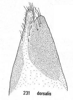 Chrysis dorsalis, fig. 231