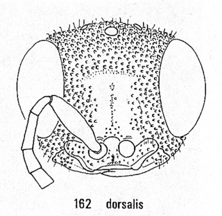 Chrysis dorsalis, head