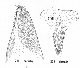 Chrysis dorsalis, male genitalia