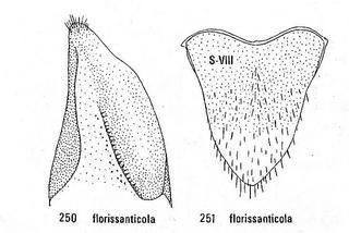 Chrysis florissanticola, male genitalia