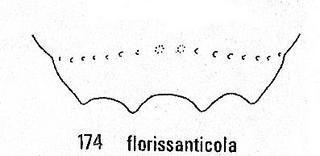 Chrysis florissanticola, tail