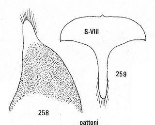 Chrysis pattoni, male genitalia