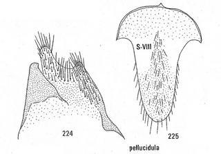 Chrysis pellucidula, male genitalia