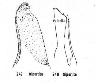 Chrysis tripartita, male genitalia