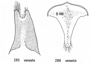 Chrysis venusta, male genitalia