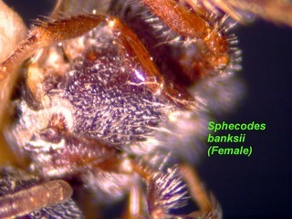 Sphecodes banksii, female, mesepisternumside2