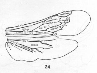 Ammophila nearctica, wing diagram