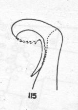 Ammophila californica, penis valve