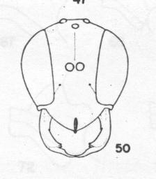 Ammophila coachella, male, head