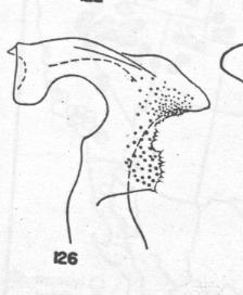 Ammophila nasalis, penis valve