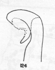 Ammophila parkeri, penis valve