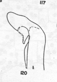 Ammophila peckhami, penis valve