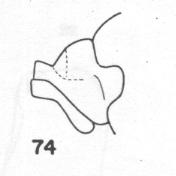 Ammophila procera, collar