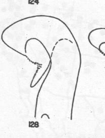 Ammophila urnaria, male, penis valve