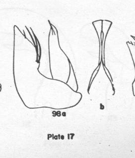 Ammophila imitator, gonoforceps and penis valve