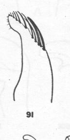 Ammophila placida, male, genitalia