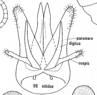 Elampus nitidus, male genitalia