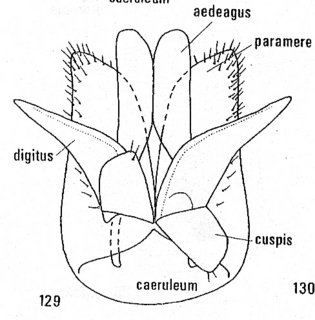 Hedychridium caeruleum, male genitalia