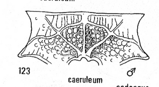 Hedychridium caeruleum, metanotum