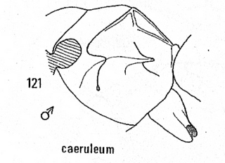 Hedychridium caeruleum, thorax